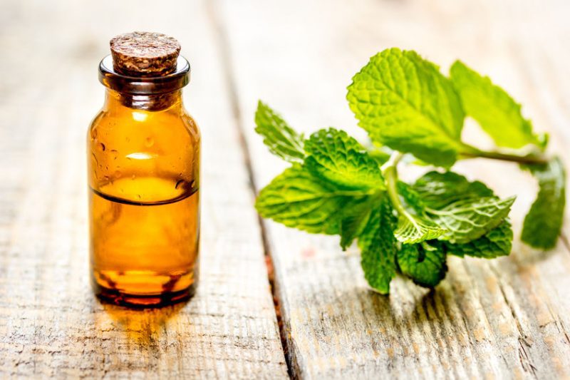 Spearmint Extract an Ergogenic Aid?