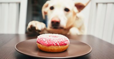 protein donut baking mix