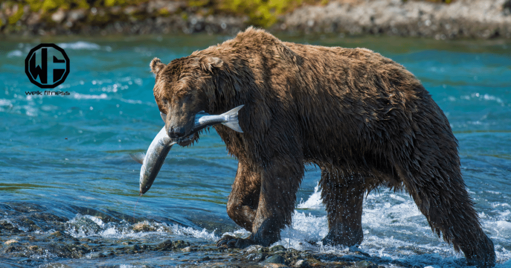 wild alaskan fish oil