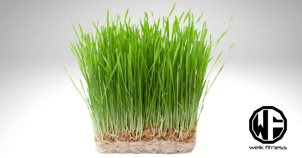 wheat grass