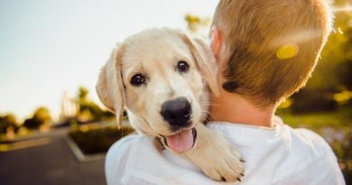 canine fermented farm superfoods