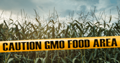 genetically modified food