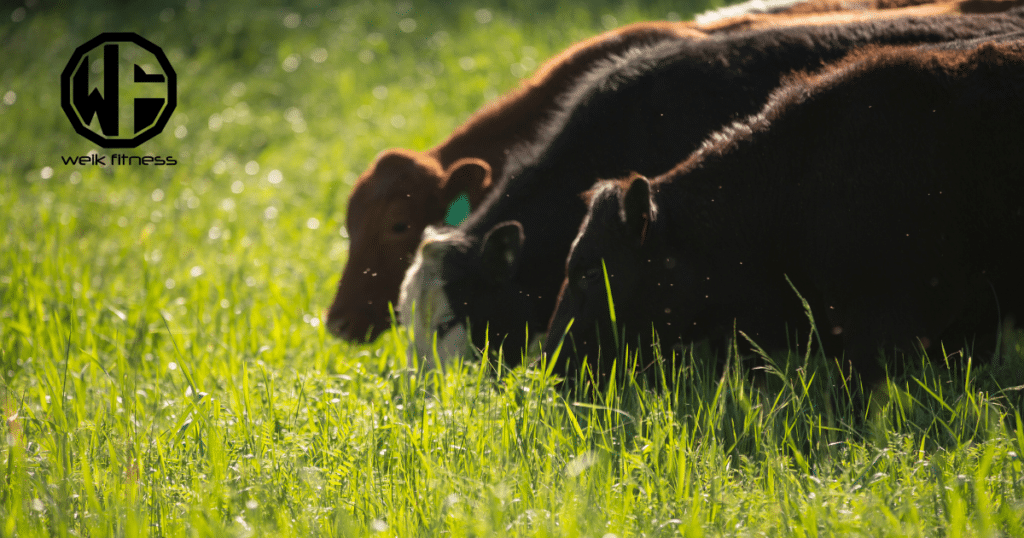 grass-fed cows