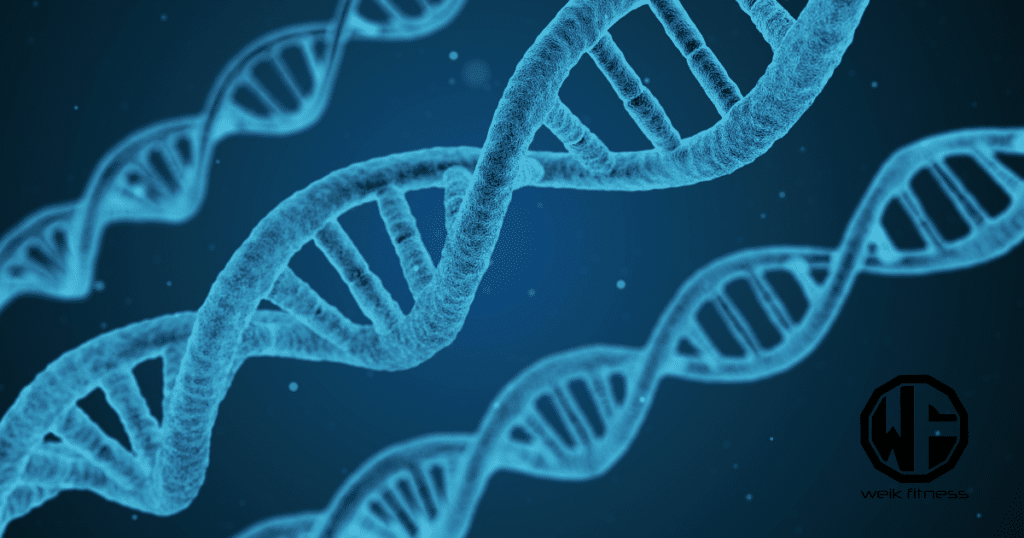 telomere shortening